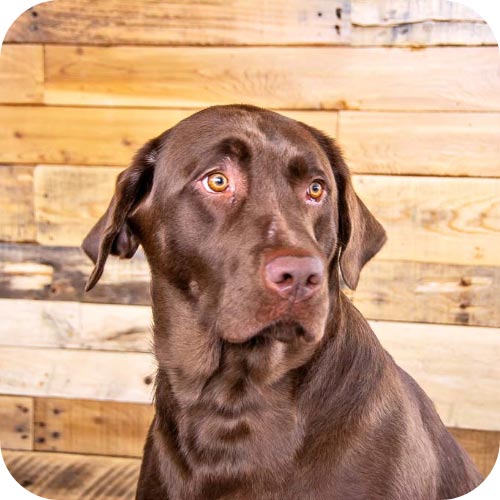 Chip the Chocolate Lab